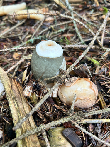 Ravenel's stinkhorn