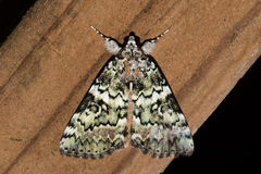 Catocala connubialis