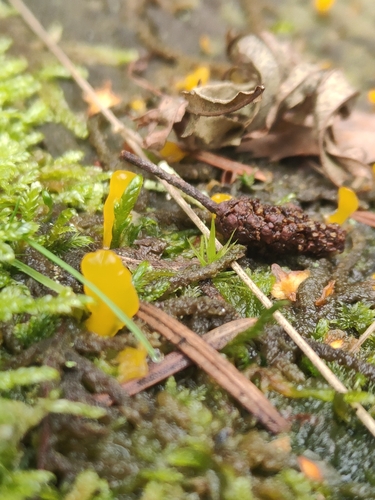 pale stagshorn