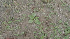 Arctium tomentosum