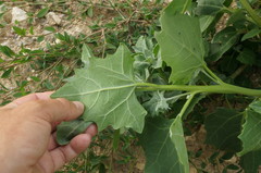 Atriplex micrantha