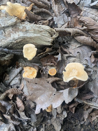 False Chanterelle