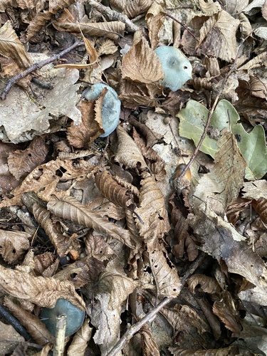 Aniseed Funnel