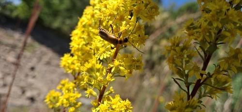 Goldenrod Soldier Beetle