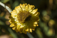 Xerochrysum subundulatum