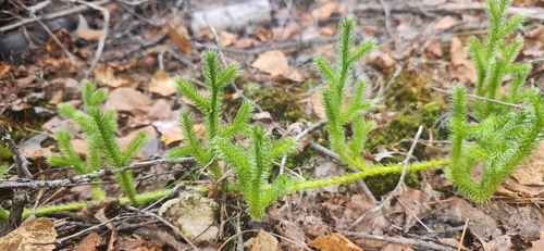 stag's-horn clubmoss