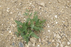 Anchusa arvensis orientalis