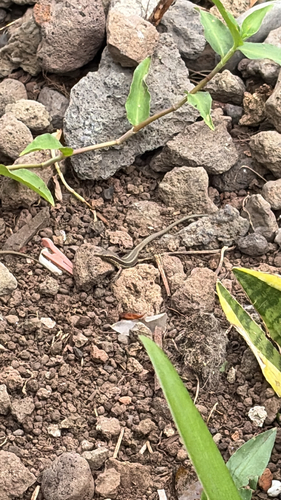 Madeira Lizard