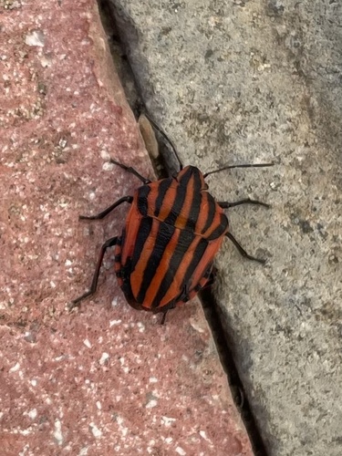 Continental Striped Shield Bug