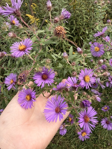 New England aster