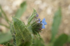 Anchusa arvensis orientalis