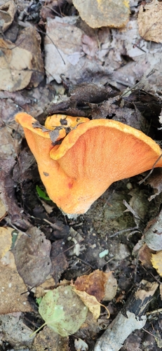 lobster mushroom