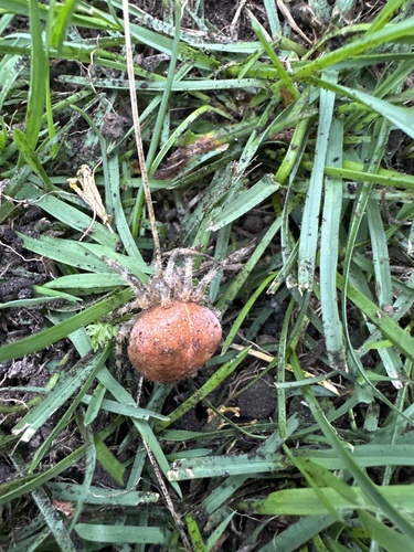 Cross Orbweaver