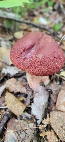 almost bluing king bolete
