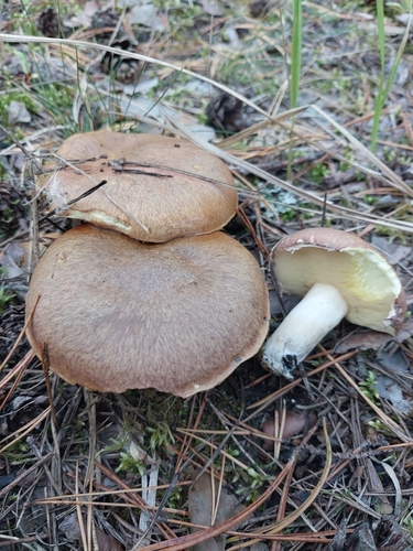 Suillus collinitus