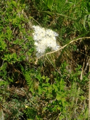 Thalictrum petaloideum
