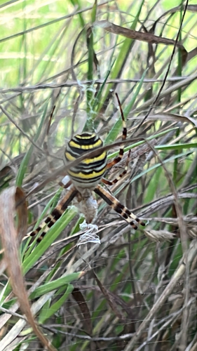 Wasp Spider