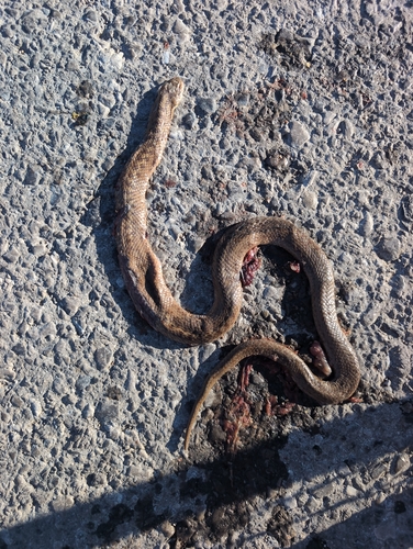 Smooth Snake