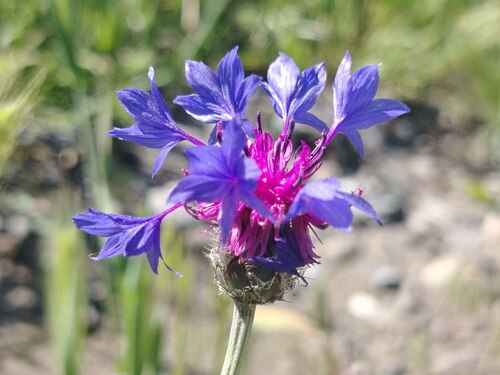 Centaurea depressa, photograph 1