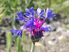 (c) Orzigul Anvarova, some rights reserved (CC BY) Centaurea depressa, photograph (c) Orzigul Anvarova, some rights reserved (CC BY)