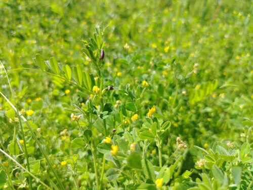 Medicago minima