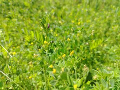 Medicago minima