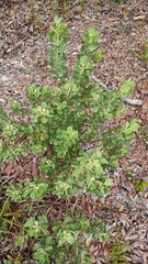 Garberia heterophylla, photograph author not stated, no rights reserved