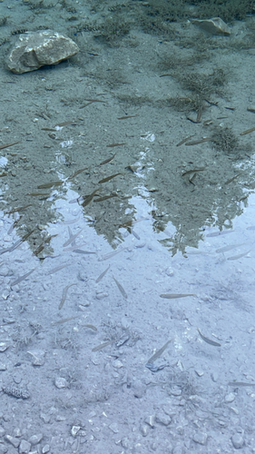 Balkan Italic Minnow