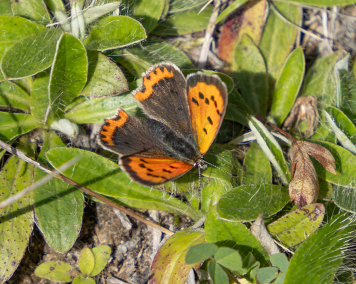 Small Copper