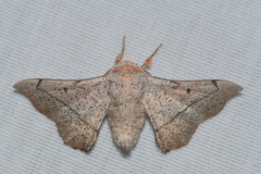 Cicinnus melsheimeri