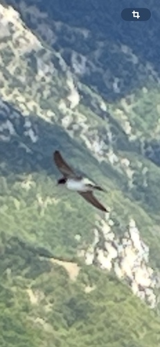 Western House Martin