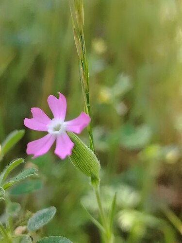 Silene conica, photograph 2
