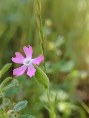 Silene conica, photograph (c) Orzigul Anvarova, some rights reserved (CC BY)
