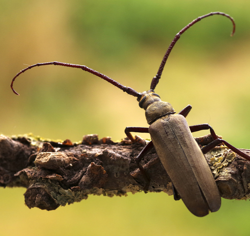grain support beetle