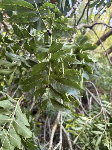 European ash