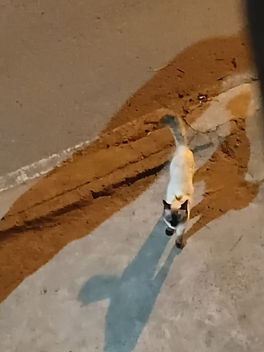 Domestic Cat