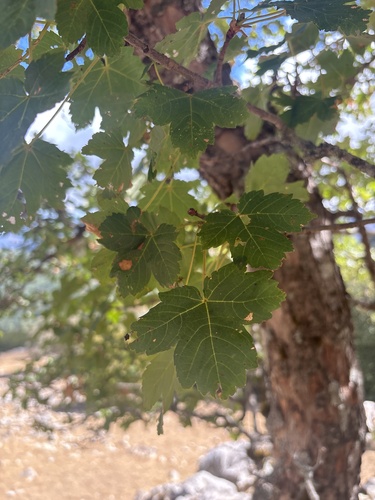 sycamore maple