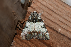 Catocala connubialis