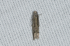 Epiblema minutana