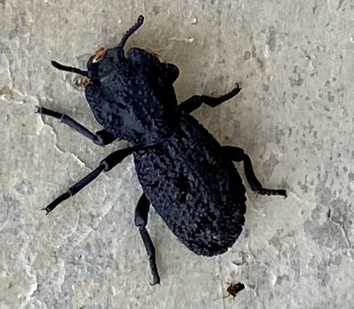 iNaturalist observation photo of Diabolical Ironclad Beetle