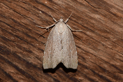 Cutina albopunctella