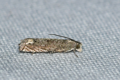 Epiblema minutana