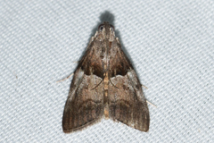 Pococera robustella