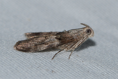 Pococera robustella
