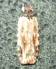 Agonopterix atrodorsella