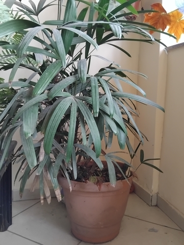Little Lady Palm