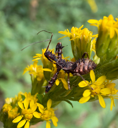 Spiny Assassin Bug