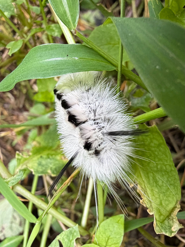 Hickory Tussock Moth