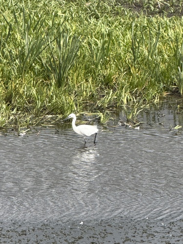 Little Egret