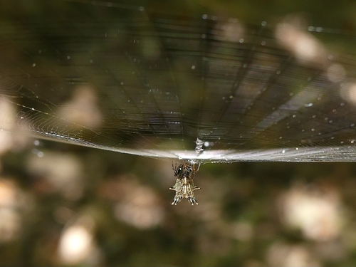 Spined Micrathena
